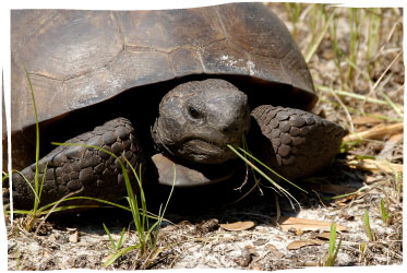 Gopher tortoise