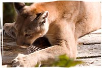 Florida panther